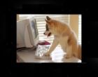chat wo maydir